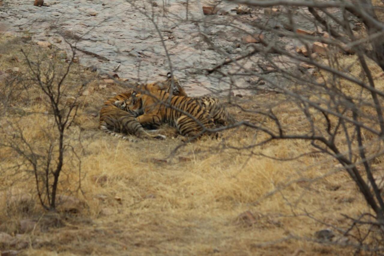 Tiger Regency Resort Sawai Madhopur Exterior foto